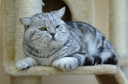 BRITISH SHORTHAIR 033